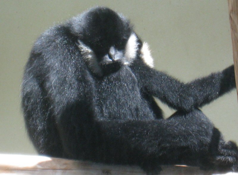White Cheeked Gibbon Male - black crested gibbon (Nomascus concolor).jpg