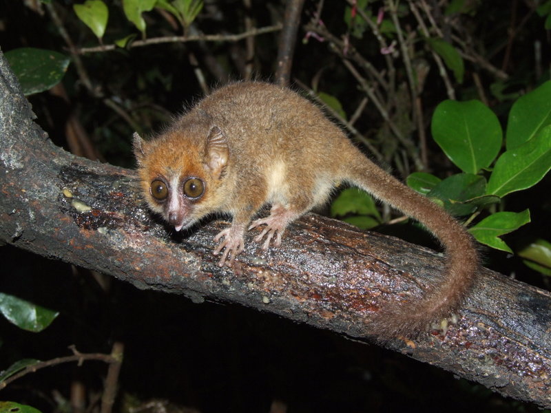 Microcebus myoxinus - Pygmy mouse lemur (Microcebus myoxinus).jpg