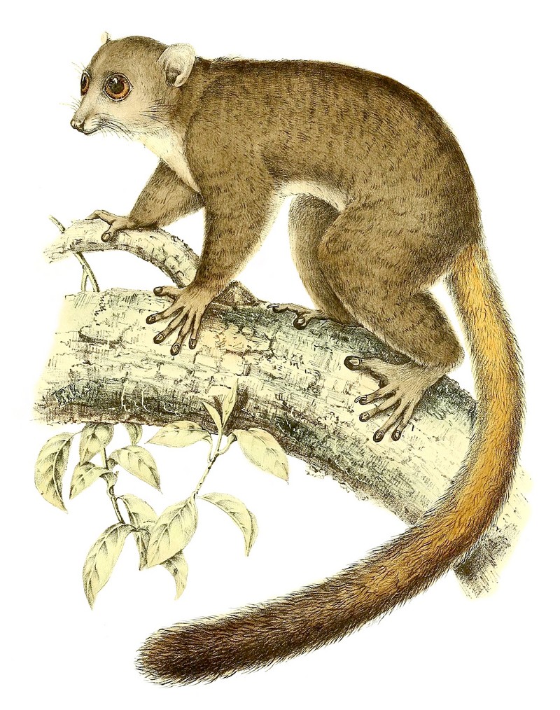 Mirza coquereli 1868 - Coquerel's giant mouse lemur (Mirza coquereli).jpg