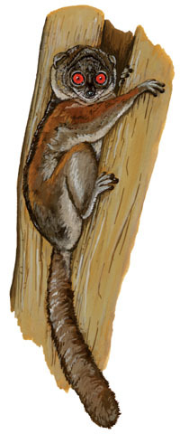 medium - northern sportive lemur (Lepilemur septentrionalis).jpg
