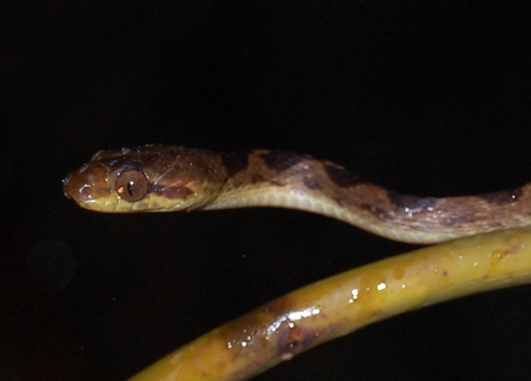 Leptodiera septentrionalis, Costa Rica - zoomed - Northern cat-eyed snake (Leptodeira septentrionalis).JPG