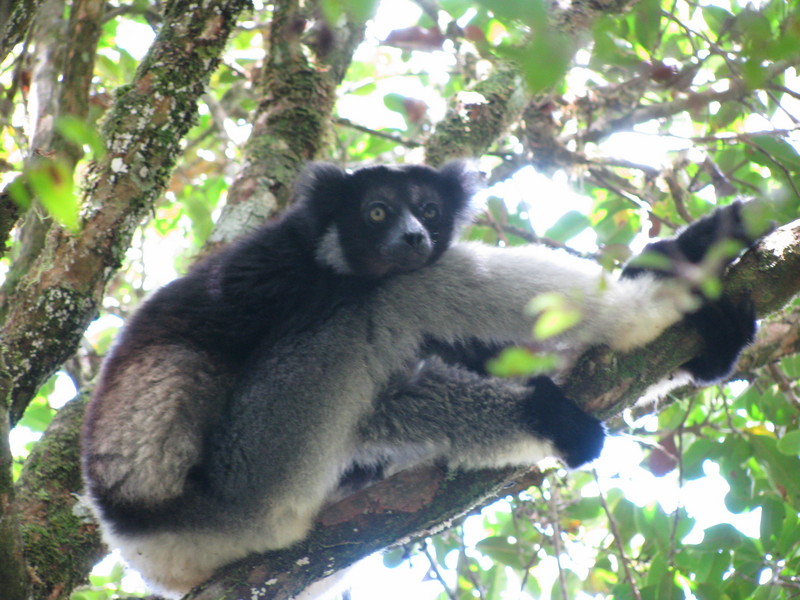 Indri Andasibe - Indri, babakoto (Indri indri).JPG