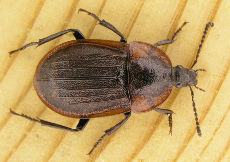 Phosphuga atrata small - Phosphuga atrata (carrion beetle).jpg