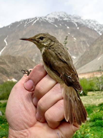 Acrocephalus orinus Tajikistan - large-billed reed warbler (Acrocephalus orinus).jpg