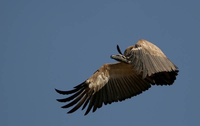 Cape Vulture-001 - Cape griffon, Cape vulture (Gyps coprotheres).jpg