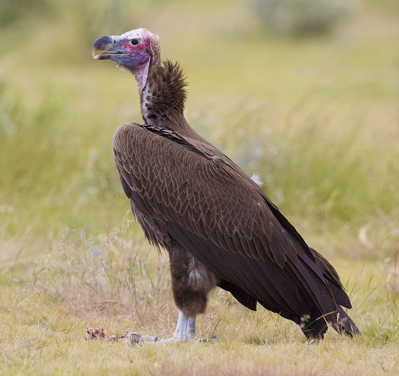 2012-lappet-faced-vulture - Nubian vulture, lappet-faced vulture (Torgos tracheliotos).jpg