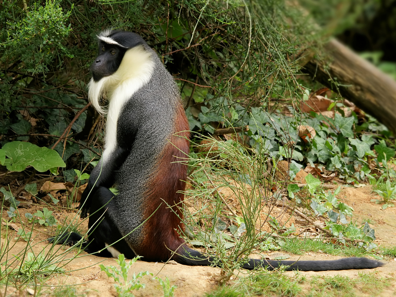 Cercopithecus roloway - roloway monkey (Cercopithecus roloway).jpg
