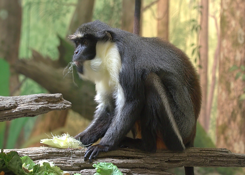 Cercopithecus diana - Diana monkey (Cercopithecus diana).jpg