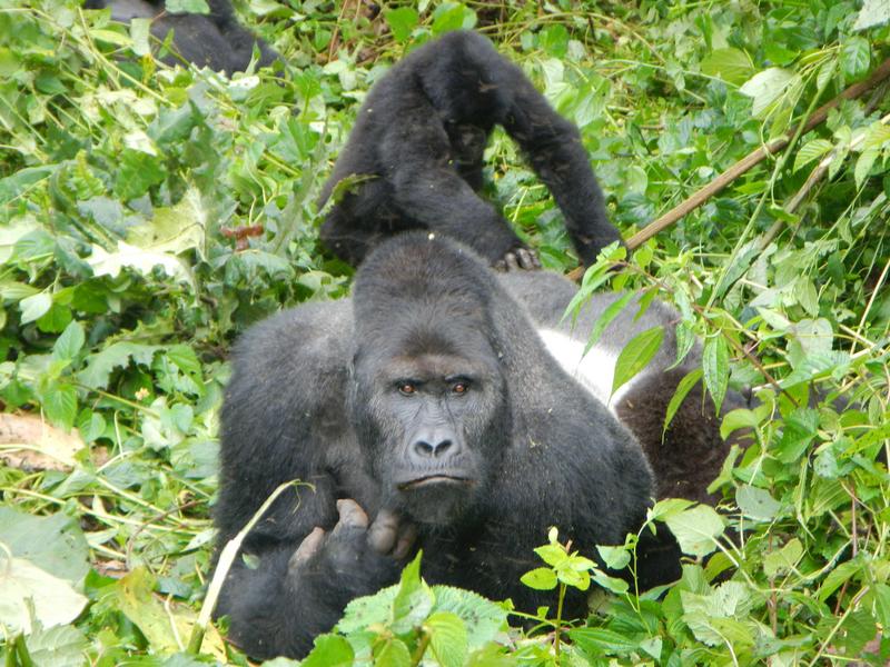 Kbnpsilverbackandchild - eastern lowland gorilla, Grauer's gorilla(Gorilla beringei graueri).jpg