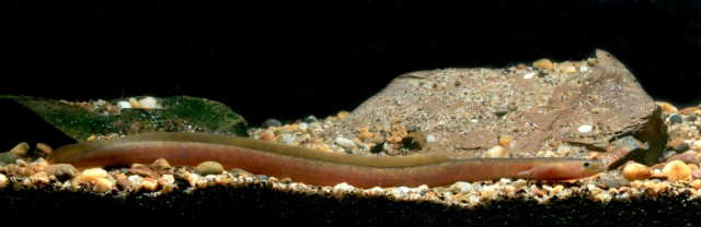 Anguilla bengalensis - mottled eel (Anguilla bengalensis).jpg