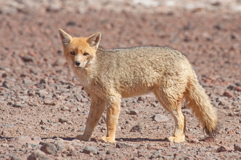 Culpeo MC - Andean fox, culpeo (Lycalopex culpaeus).jpg