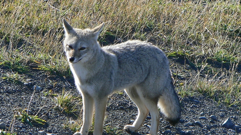 Zorrito Chile - South American gray fox, grey zorro (Lycalopex griseus).JPG