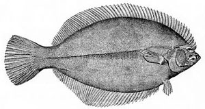 Pseudopleuronectes americanus - winter flounder, black back (Pseudopleuronectes americanus).jpg