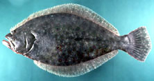Summer flounder photo4 - summer flounder (Paralichthys dentatus).jpg
