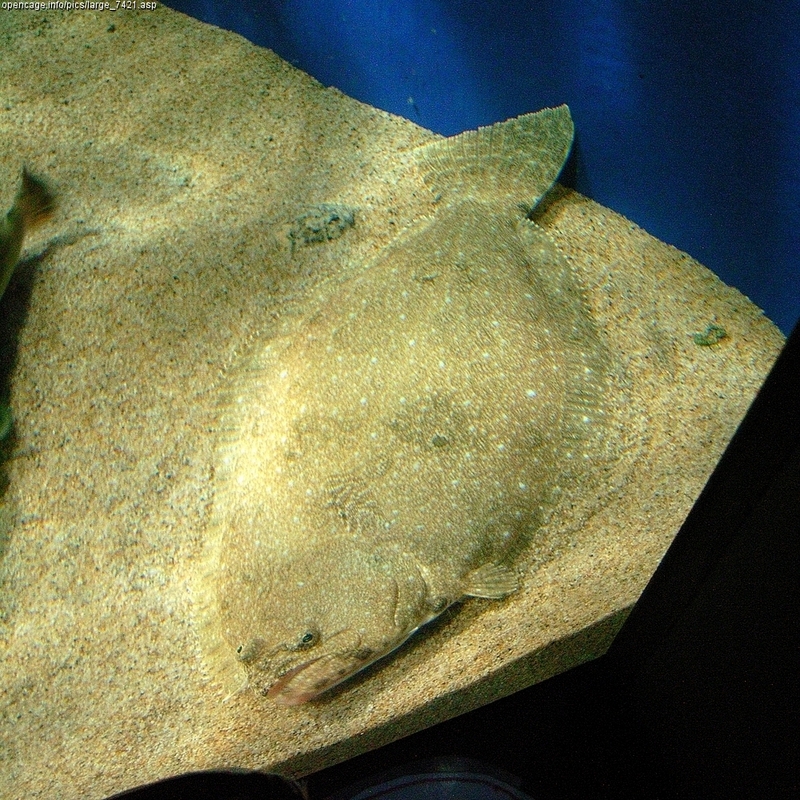 Paralichthys olivaceus - olive flounder, bastard halibut (Paralichthys olivaceus).jpg