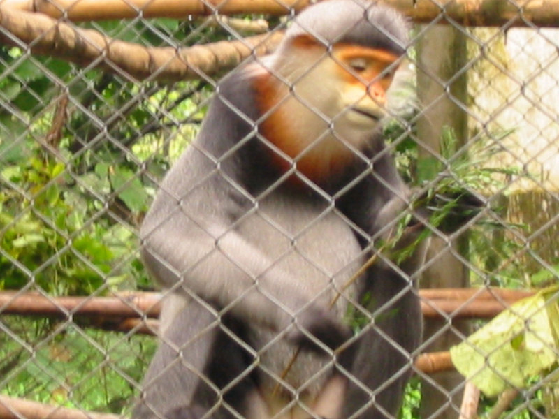 Cuc.Phuong.Primate.Rehab.center - grey-shanked douc langur (Pygathrix cinerea).jpg
