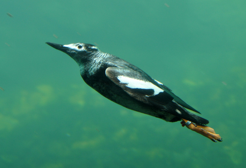 Pigeon Guillemot underwater in Living Coasts - pigeon guillemot (Cepphus columba).jpg