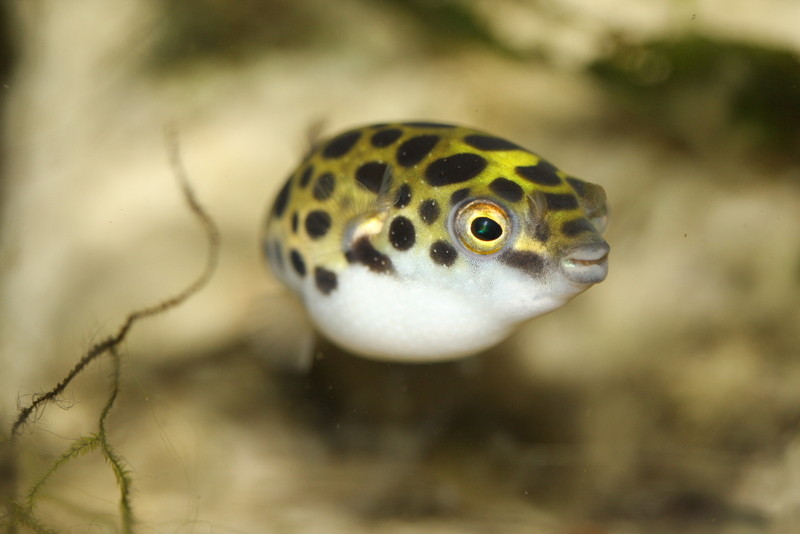 Tetraodon nigroviridis 1 - Spotted green pufferfish (Tetraodon nigroviridis).jpg