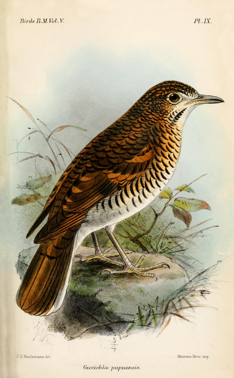 GeocichlaPapuensisKeulemans - russet-tailed thrush (Zoothera heinei).jpg