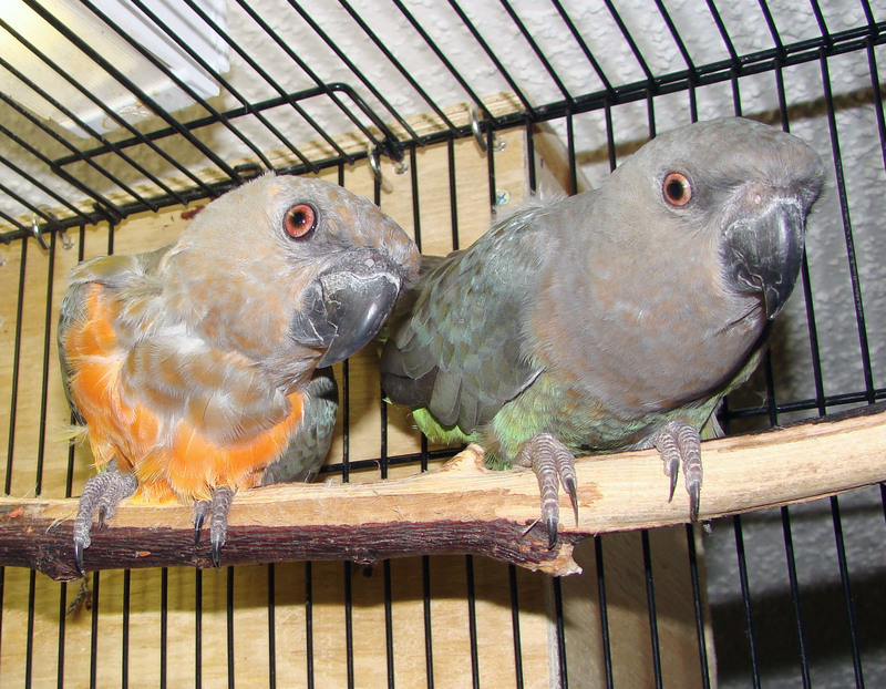 Red-bellied Parrot pair in a cage - red-bellied parrot (Poicephalus rufiventris).JPG