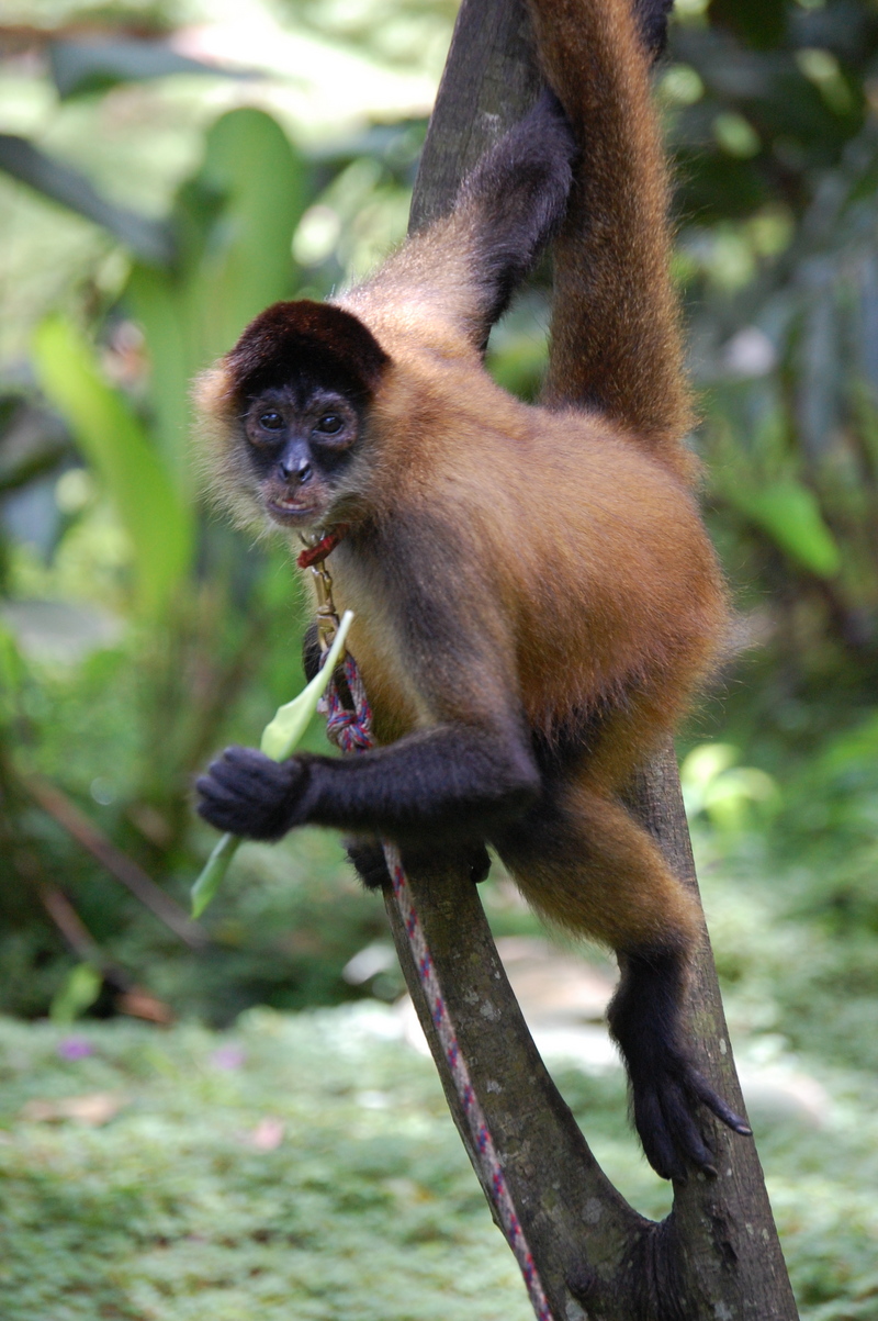 Panama spider monkey, Costa Rica - Geoffroy's spider monkey, black-handed spider monkey (Ateles geoffroyi).JPG