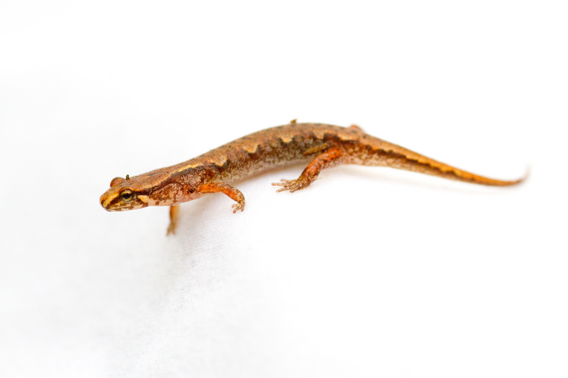 Pygmy salamander Desmognathus wrighti - pygmy salamander, pigmy salamander (Desmognathus wrighti).jpg