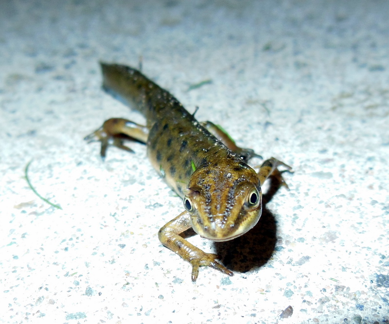 Common Newt - smooth newt, common newt (Lissotriton vulgaris, Triturus vulgaris).jpg