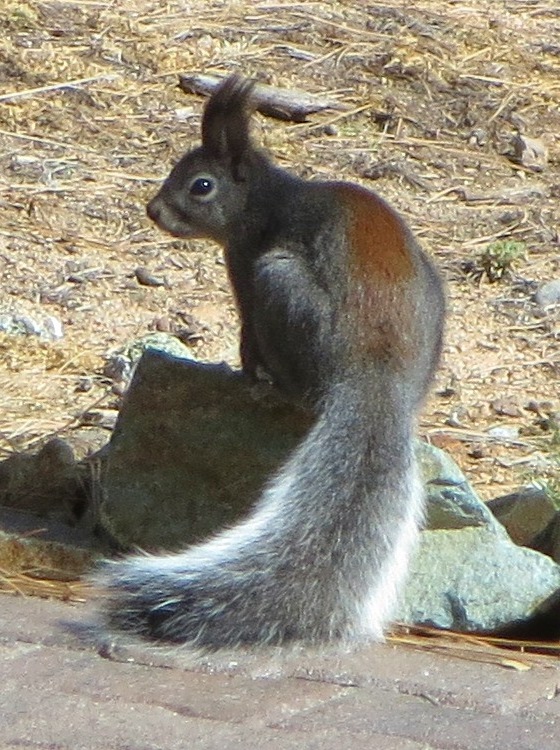 Abert Squirrel (dorsal view) - Abert's squirrel, tassel-eared squirrel (Sciurus aberti).jpg
