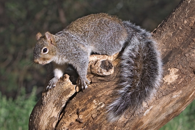 Arizona Gray Squirrel Sciurus arizonensis - Arizona gray squirrel (Sciurus arizonensis).jpg