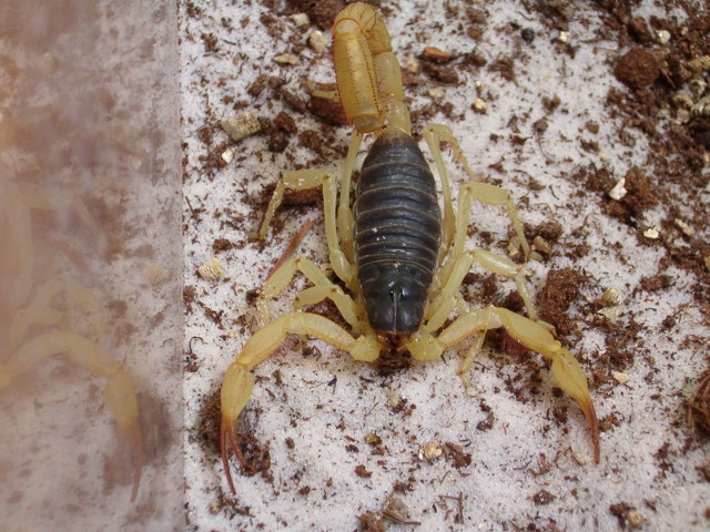 Hadrurus spadix - Desert hairy scorpion, black hairy scorpion (Hadrurus spadix).png