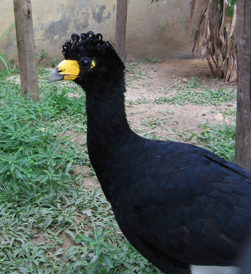 Crax alector (Rio Zoo) - Smooth-billed curassow, black curassow (Crax blumenbachii).jpg