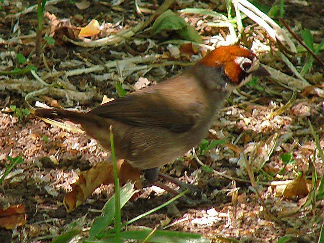 Mauricio Pinzon Cafetalero 81048 - Prevost's ground sparrow (Melozone biarcuatum).jpg