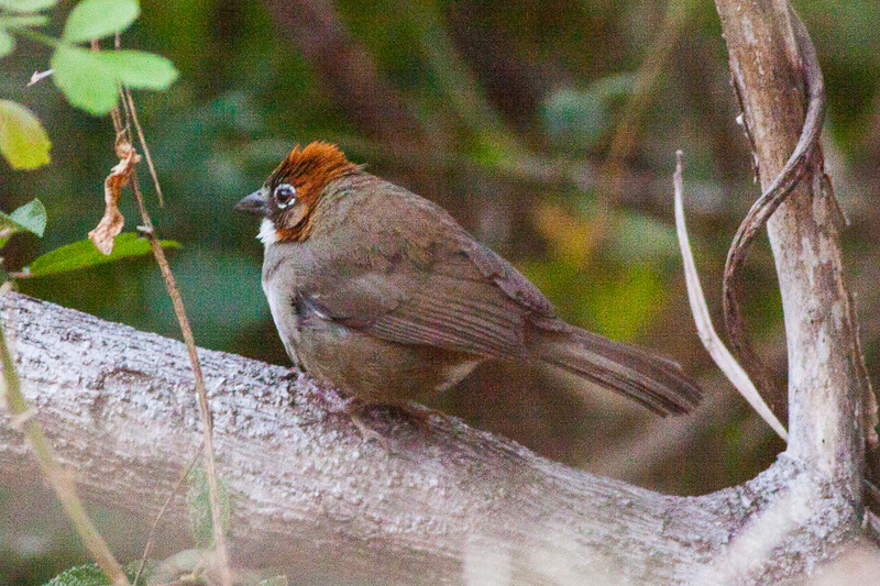 Rusty-crowned Ground-Sparrow (Melozone kieneri) (8079396250) - rusty-crowned ground sparrow (Melozone kieneri).jpg
