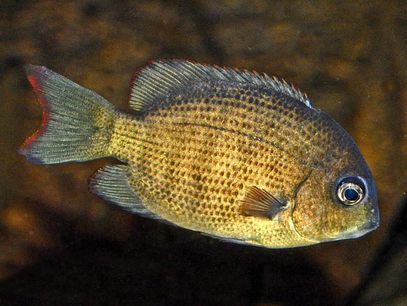 Cichlidae - Paretroplus menarambo - pinstripe menarambo, pinstripe damba (Paretroplus menarambo).JPG