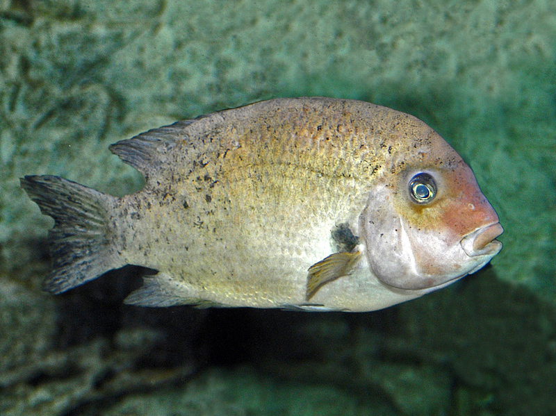 Cichlidae - Paretroplus damii - damba.JPG