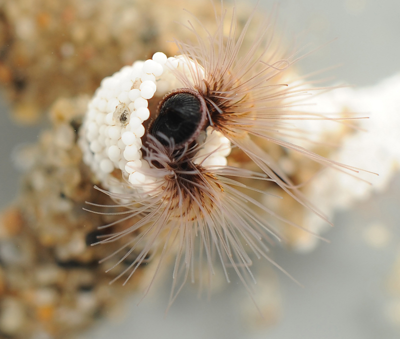 Sandcastle worm in laboratory closeup - sandcastle worm, honeycomb tube worm (Phragmatopoma californica).jpg