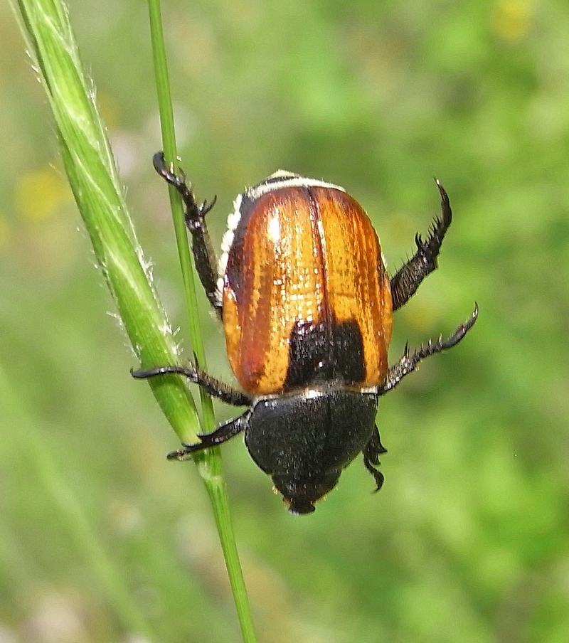Anisoplia austriaca up - Anisoplia austriaca (wheat grain beetle).JPG
