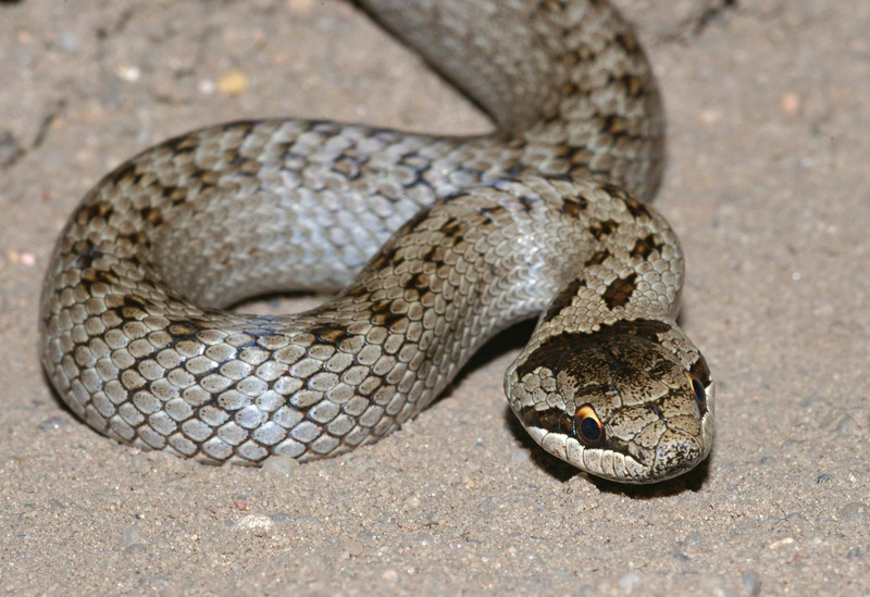 CoronellaAustriaca2 - smooth snake (Coronella austriaca).jpg