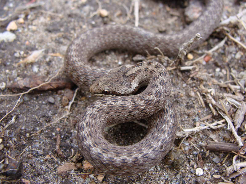 Coronella girondica Geres 2 - Riccioli's snake, southern smooth snake (Coronella austriaca).JPG