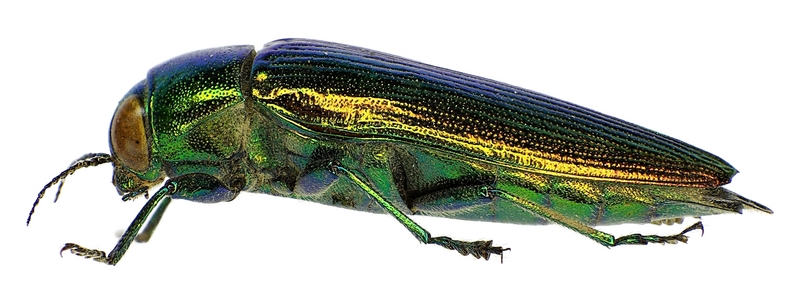 Eurythyrea micans side - Eurythyrea micans (jewel beetle).jpg