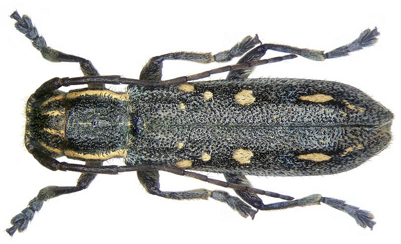Saperda quercus ocellata Abeille de Perrin, 1895 (3775753020) - Saperda quercus (longhorn beetle).jpg