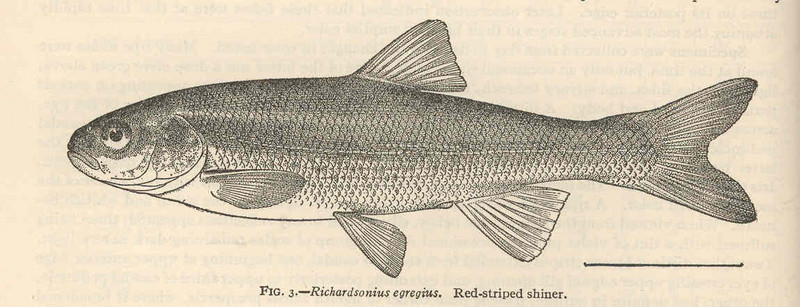 FMIB 38967 Richardsonius egregius Red-striped shiner - Lahontan redside (Richardsonius egregius).jpg