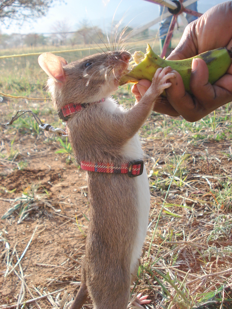 Food Reward - Gambian pouched rat (Cricetomys gambianus).JPG