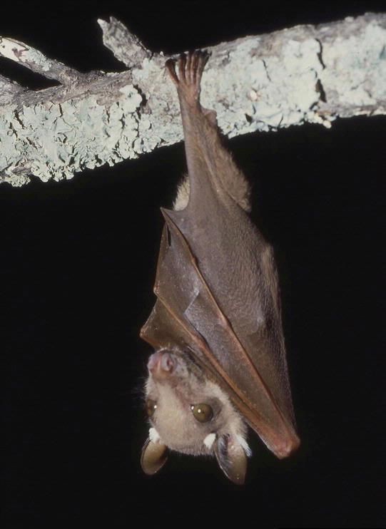 Epomophorus wahlbergi1 - Wahlberg's epauletted fruit bat (Epomophorus wahlbergi).jpg