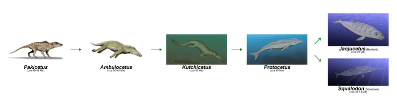 Cetacea-evolution - Pakicetus, Ambulocetus, Kutchicetus, Protocetus, Janjucetus, Squalodon.jpg