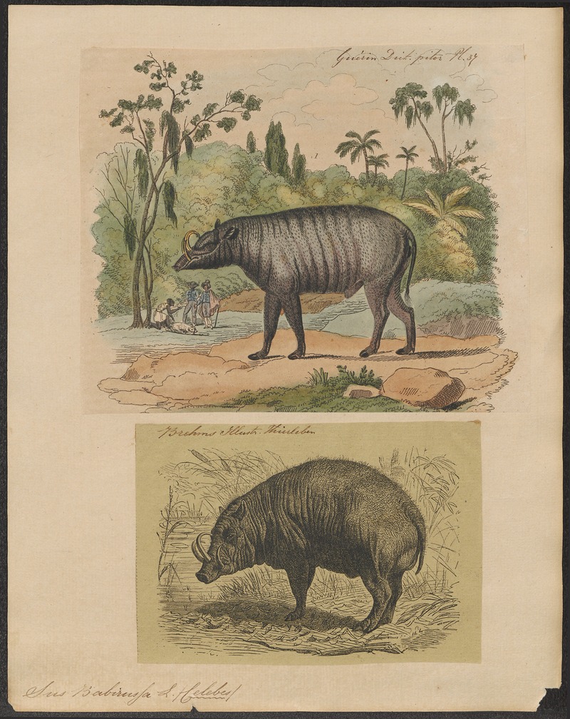 Sus babirussa - 1700-1880 - Print - Iconographia Zoologica - Special Collections University of Amsterdam - UBA01 IZ21900191 - Buru babirusa (Babyrousa babyrussa).tif.jpg
