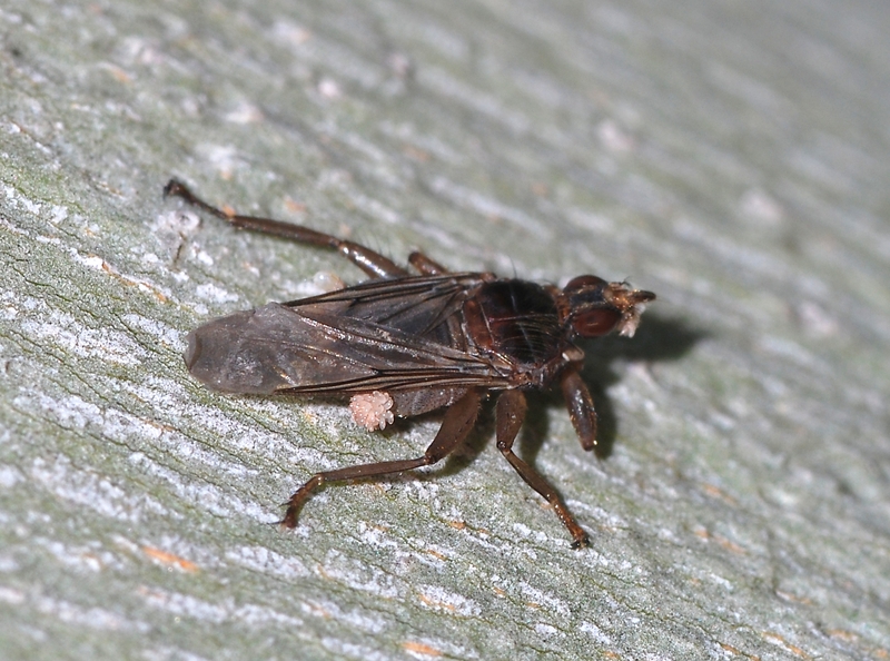 Fly June 2008-2 - Pseudolynchia canariensis (pigeon louse fly).jpg