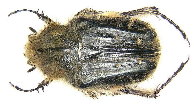 Tropinota squalida pilosa Brullé, 1832 (3937814618).jpg