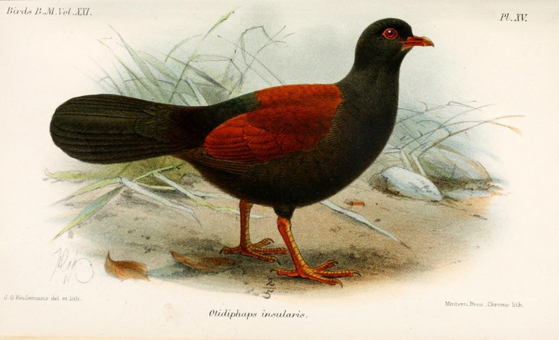 OtidiphapsInsularisKeulemans - pheasant pigeon (Otidiphaps nobilis).jpg