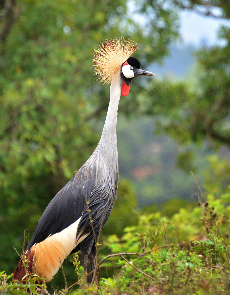 Crested Crane, Bunyonyi, Uganda - grey crowned crane (Balearica regulorum).jpg
